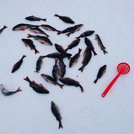 6. Metsälammen antimia pääsiäisenä, Dienh Hong