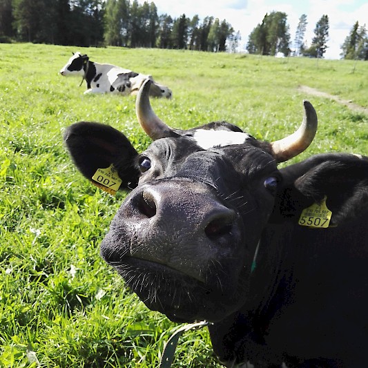 4. Ruokalevolla, Janne Heikkinen